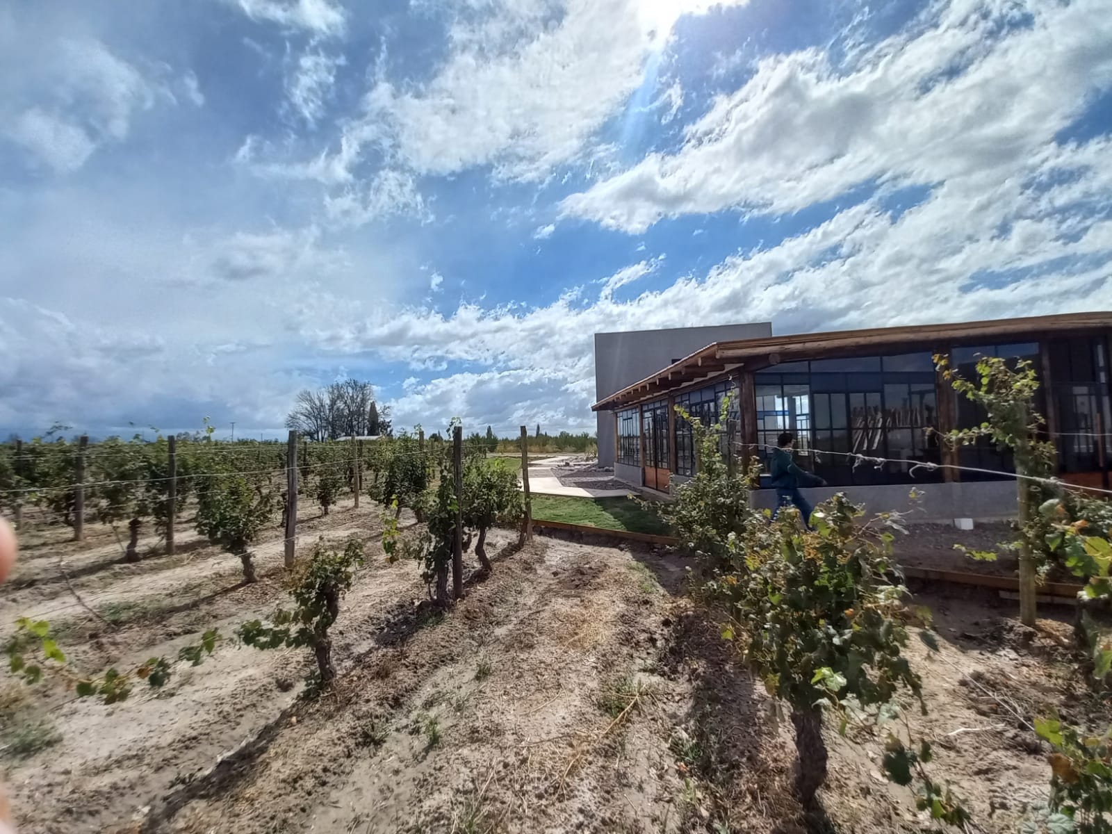 Viñedo y edificio de Setebos Wines